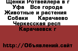 Щенки Ротвейлера в г.Уфа - Все города Животные и растения » Собаки   . Карачаево-Черкесская респ.,Карачаевск г.